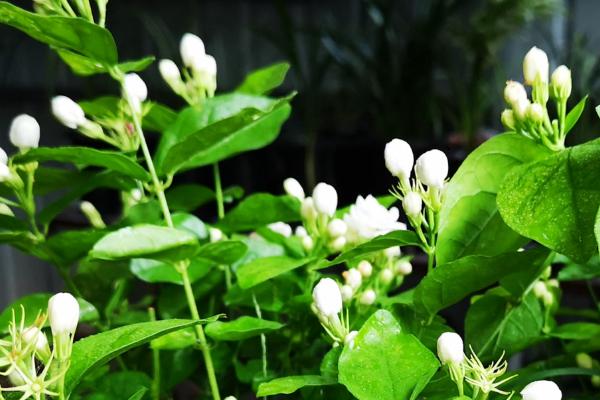 茉莉花什么时候换盆最好