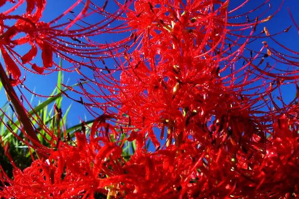 彼岸花养在家里忌讳