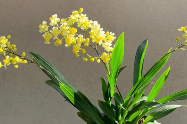 文心兰一年开几次花