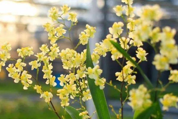 文心兰一年开几次花