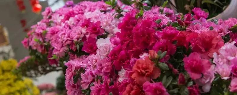 寓意学业有成的花有哪些
