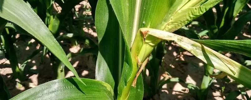 玉米药害怎么办