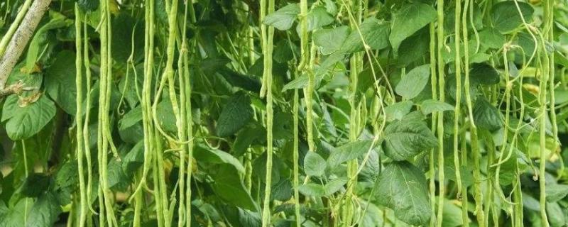 秋豆角几月份种植最好