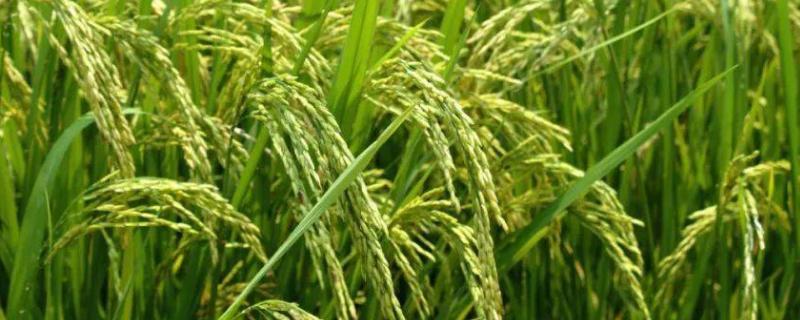 水稻种植时间和收割时间