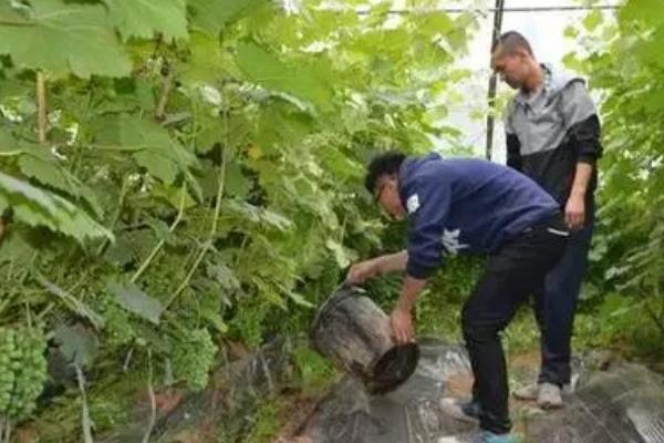 葡萄全年施肥一览表