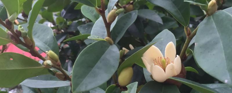 含笑花怎么移植