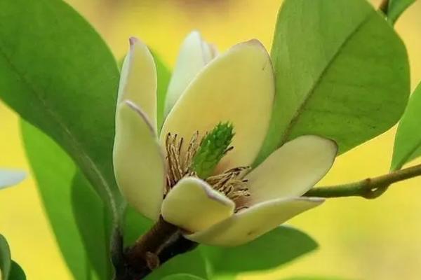 含笑花怎么移植，于春季带土球移植