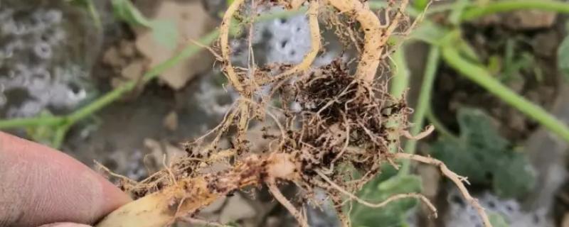 西瓜根茎部烂了是什么病