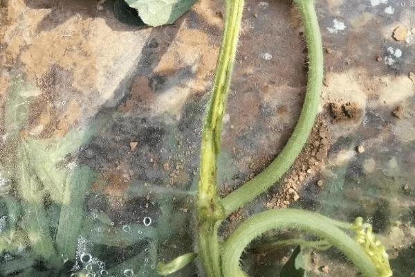 西瓜根茎部烂了是什么病，根腐病导致的