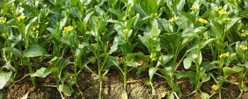 菜心反季节种植技术