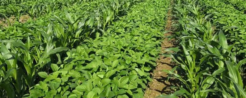 玉米、大豆管理时期如何肥料