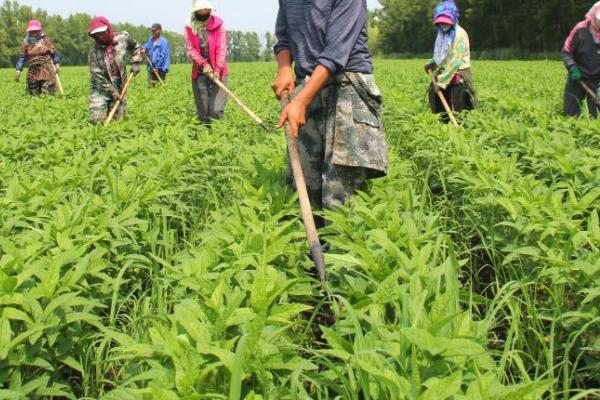 玉米、大豆管理时期如何肥料，二者需肥规律不同