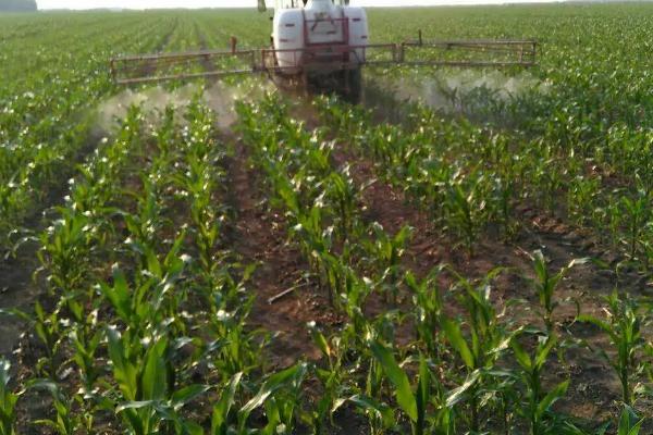 玉米、大豆管理时期如何肥料，二者需肥规律不同