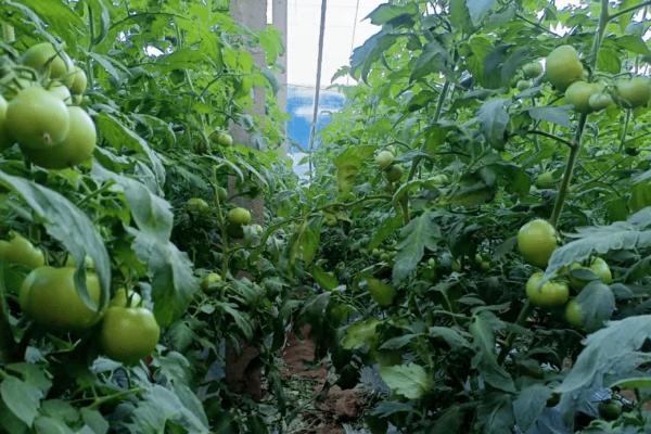 如何防治大棚番茄后期裂果，可以巧施肥料