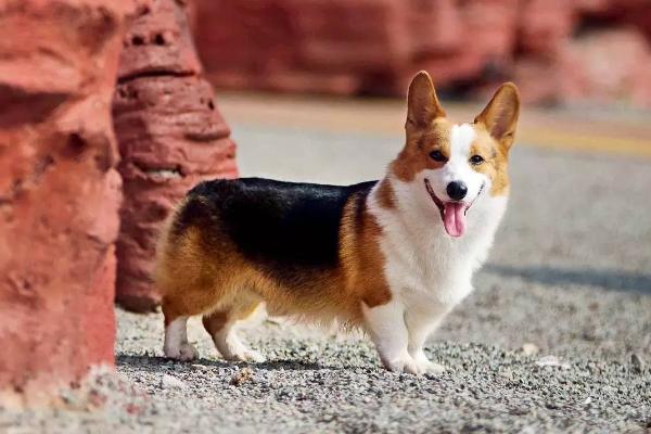 柯基狗有什么特点，早期为畜牧犬