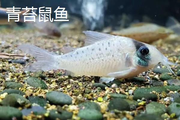什么鱼像老鼠，青苔鼠鱼、三间鼠鱼、小精灵鱼都很像