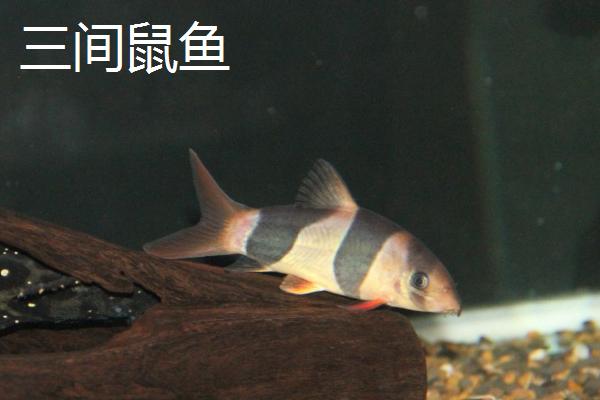 什么鱼像老鼠，青苔鼠鱼、三间鼠鱼、小精灵鱼都很像
