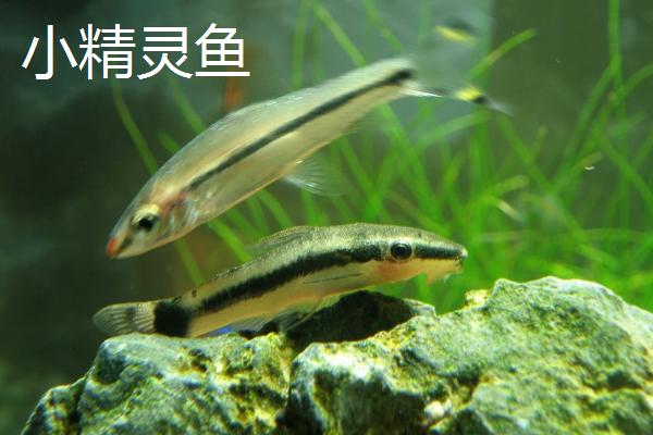 什么鱼像老鼠，青苔鼠鱼、三间鼠鱼、小精灵鱼都很像