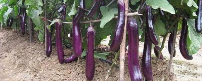 茄子为什么结疙瘩果