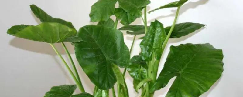 滴水观音怎么防治病虫害