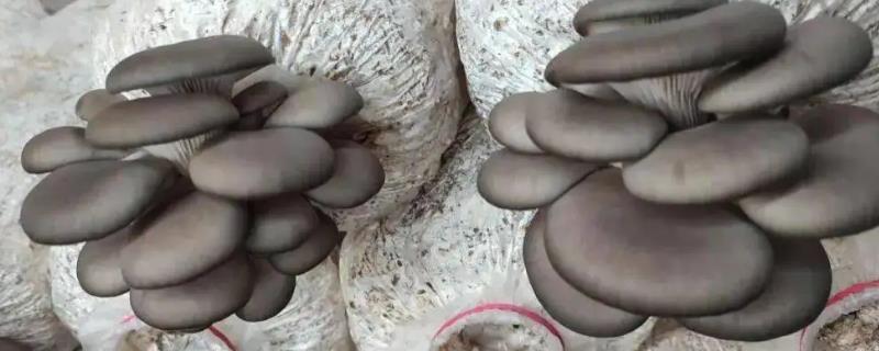 如何防治平菇绿霉菌