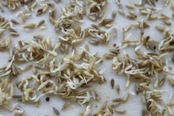 生菜种子如何催芽，掌握方法3-4天就可出芽