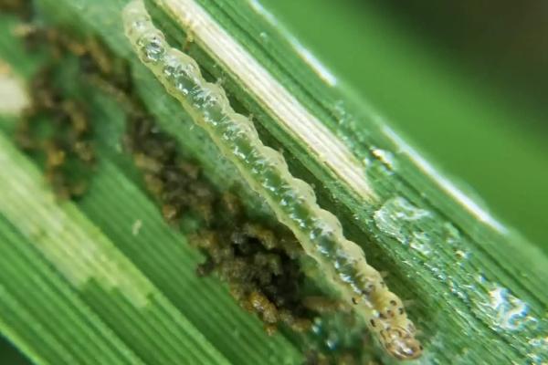 稻纵卷叶螟是什么，一种水稻害虫严重影响产量