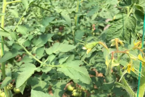 如何正确的给番茄进行叶面追肥，注意施用种类、浓度、时间等