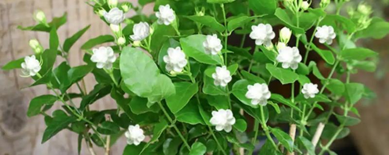 白醋如何浇茉莉花