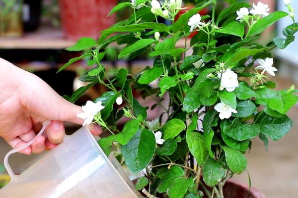 白醋如何浇茉莉花，注意浓度是关键