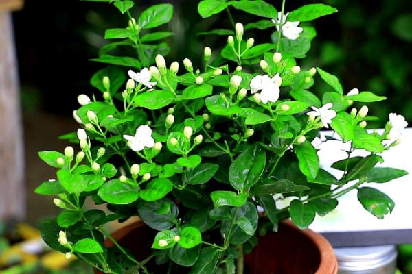 白醋如何浇茉莉花，注意浓度是关键