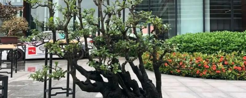 黑骨茶寓意和象征