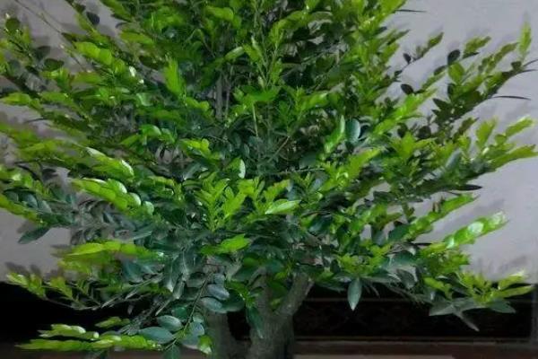 黑骨茶寓意和象征