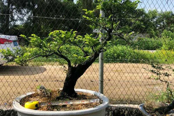 黑骨茶寓意和象征