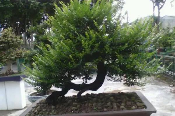 黑骨茶寓意和象征