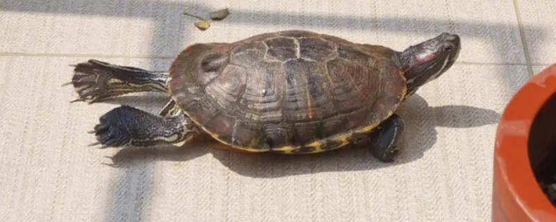巴西红耳龟成年后可以长多大
