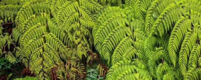 蕨类植物能不能水培