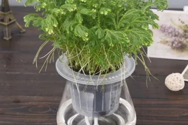 蕨类植物能不能水培，这种植物非常好养