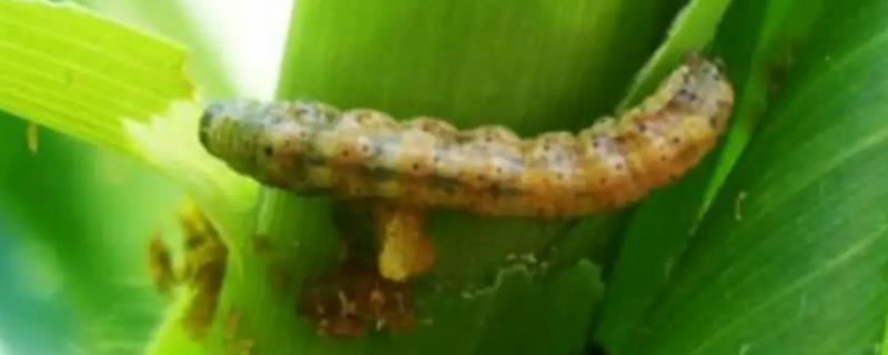 玉米粘虫的危害症状及防治措施
