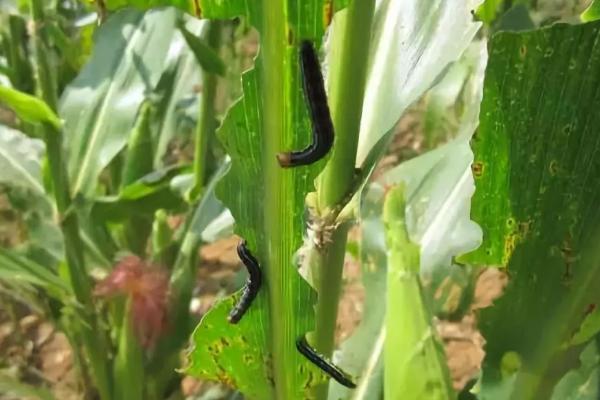 玉米粘虫的危害症状及防治措施，把幼虫消灭在3龄之前