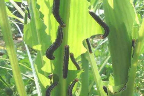 玉米粘虫的危害症状及防治措施，把幼虫消灭在3龄之前