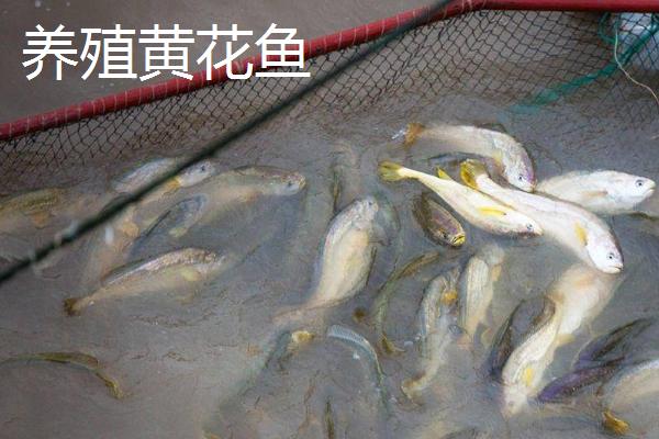有养殖的黄花鱼吗，野生的价格昂贵