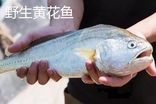 有养殖的黄花鱼吗，野生的价格昂贵
