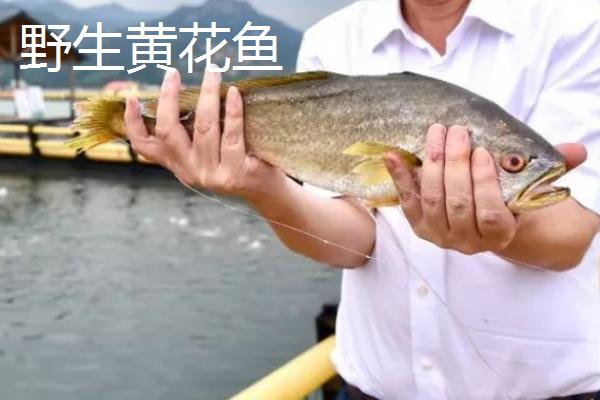 有养殖的黄花鱼吗，野生的价格昂贵