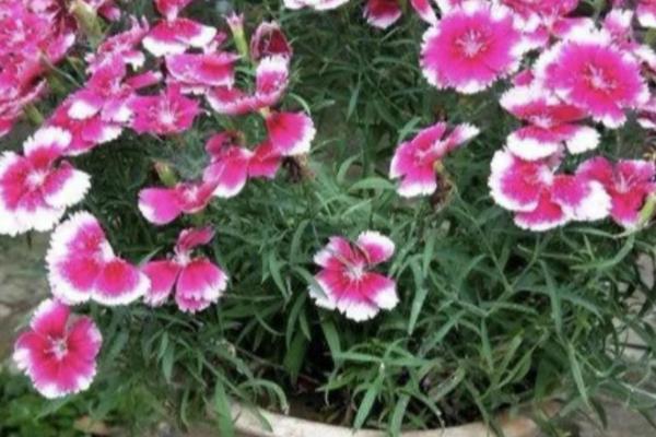 石竹花的养护方法，是我国传统名花之一