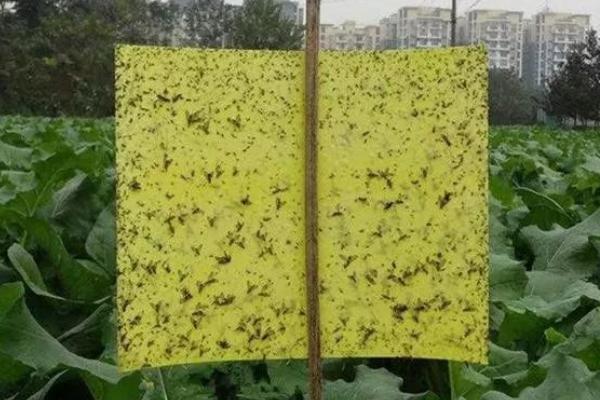 夏秋蔬菜如何用农药防虫，应针对性喷药防治