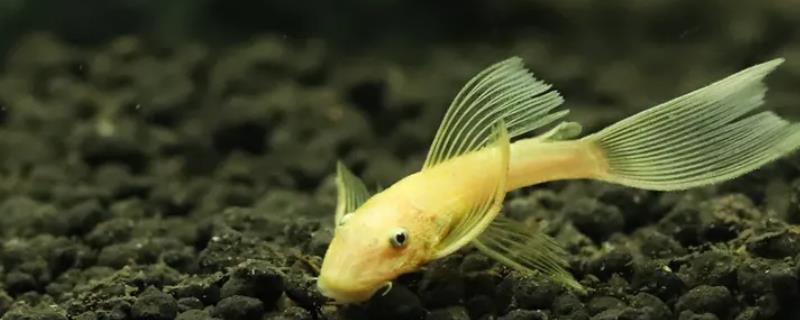 黄金胡子鱼能长多大
