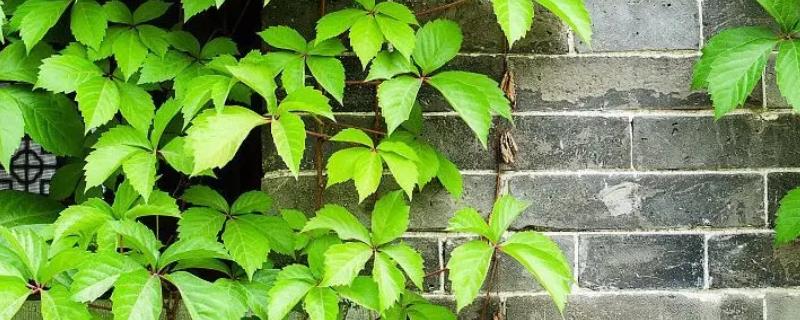 爬山虎繁殖方法