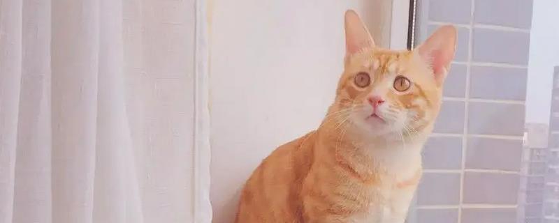 母橘猫稀有吗