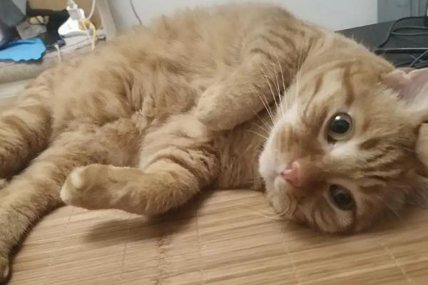 母橘猫稀有吗，主要是由于基因决定的